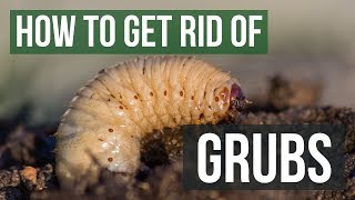 How to Get Rid of Grubs Guaranteed 4 Easy Steps [upl. by Niwroc569]