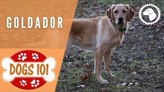 Dogs 101  GOLDADOR  Top Dog Facts about the GOLDADOR  DOG BREEDS 🐶 BrooklynsCorner [upl. by Oilasor289]