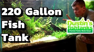 I waited 2 years for my 220 gallon Planted Aquarium 220 Gallon Fish Tank Overview [upl. by Elga]