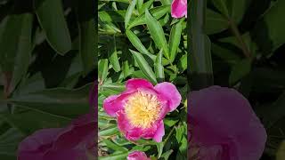 A Close Look at Some close look at some Bowl of Beauty Peonies peony flowers [upl. by Karlin413]