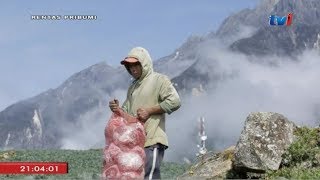 Kehidupan Penanam Sayur Kundasang Gunung Kinabalu Ranau Sabah RTM TV1 Rentas Pribumi [upl. by Renrut]