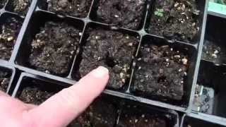 CALLA LILIES 1ST YEAR TIP ON SEEDLINGS [upl. by Vins]