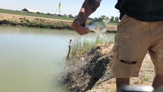 Pescando en los canales de Lemoore California [upl. by Twitt711]