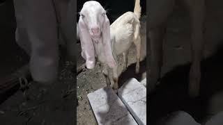 At Sanjari Goat Farm Dahisar [upl. by Aicercal]