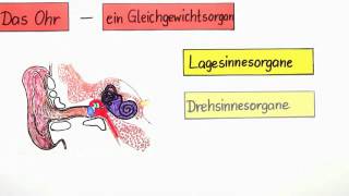 Das Ohr  Ein Gleichgewichtsorgan  Biologie  Humanbiologie [upl. by Ebanreb729]