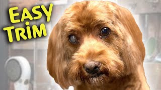 SMALL DOG HAIRCUT easy STEP by step INSTRUCTIONS [upl. by Ziom]