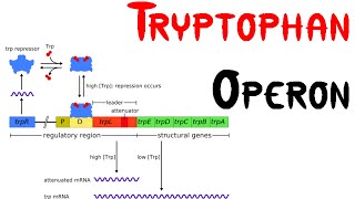 Trp operon  Tryptophan Operon in bacteria [upl. by Caplan]