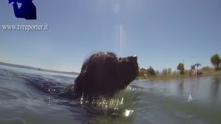 FUNNY VIDEO LABRADOR IN THE LAKE [upl. by Damahom]