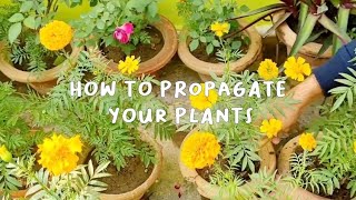 How to propagate plants  Plant propagation for beginners [upl. by Twelve]