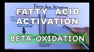 Fatty Acid Activation  Beta Oxidation Part I [upl. by Attennod]