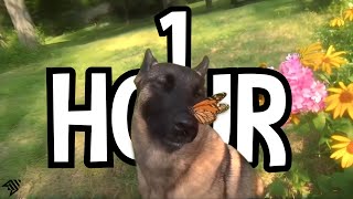 1 HOUR dog with butterfly on nose  aruarian Dance  i have no ennemies loop dog meme rplace [upl. by Aborn]