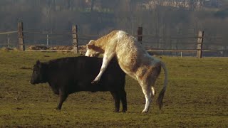 Bull Mating With CowShort Film Of Bull MatingBail Aur Cow MatingCow Mating Video [upl. by Ming]