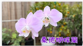 March 29 2024粉紅原生種蝴蝶蘭 桑德蝴蝶蘭Phalaenopsis sanderiana Wilson 304 [upl. by Illona]