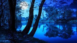 Soothing Night Time Forest Sounds  2 Hour Ambient Soundscape  For Sleep amp Relaxation [upl. by Nailij]