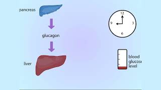 Effects of glucagon Animation [upl. by Baxter]