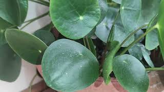 Pilea Kineski Dolar Feng Shui Biljka [upl. by Akoyn]