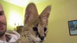 Serval Sounds [upl. by Levy]