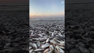 Hundreds of Menhaden fish die at Quintana Beach County Park [upl. by Carmon]