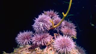 Echinoderms  Urchin Timelapse Eating Kelp [upl. by Ranson]