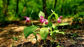 복주머니난 2 Cypripedium macranthum 2 [upl. by Gniliem]