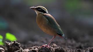 A Glimpse of Elegance The Indian Pitta in its Habitat [upl. by Forras221]