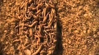 Raising Mealworms at Southern Bait Worms [upl. by Infield332]