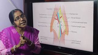 Lecture On Popliteal Fossa [upl. by Wilek237]