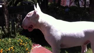 Bull Terrier Barking [upl. by Chauncey]