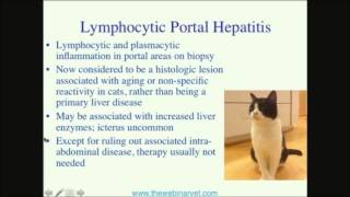 Feline Cholangitis — An Overlooked Disease [upl. by Liana]