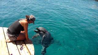 Dolphin Noises in quotDolphins Reefquot Eilat HD [upl. by Castara]