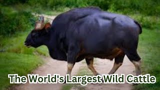 GaurIndianBisonWildlifeAnimalFactsLargestWildCattleNatureDocumentaryMajesticAnimals [upl. by Nonnag]