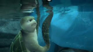 A Turtles Tale 3D Trailer [upl. by Kessiah]