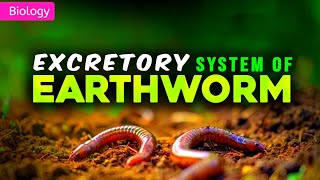 EXCRETORY SYSTEM OF EARTHWORM CLASS 11 NEET  3D ANIMATION  PWNEETWallah [upl. by Sivrup496]