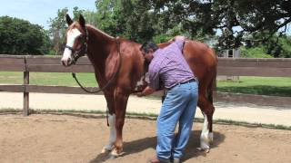 Equine Ulcer Diagnosis by Mark DePaolo DVM [upl. by Hoag]