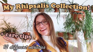 My Entire Rhipsalis Collection Jungle Cactus Care Tips  Watering Lighting Humidity and more [upl. by Darahs]