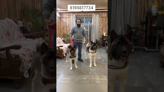 Original American Akita puppies for Sale  Price 60k80k  Mohali  Chandigarh [upl. by Line]