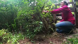 How to Prune Lilacs and Himalayan Honeysuckle for Vibrant Blooms [upl. by Franchot]