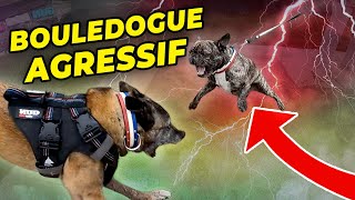 BOULEDOGUE AGRESSIF  COMMENT UNE CHIENNE SPÉCIALISÉE RÉVOLUTIONNE SA CONFIANCE [upl. by Nnair]