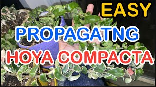 Propagating HOYA COMPACTA start to finish REAULTS carnosa hindu rope variegated how to propagate [upl. by Matias]