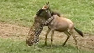 Leopards VS Wildebeest  BBC Studios [upl. by Caye357]