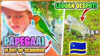 PAPEGAAi VLiEGT OP SCHOUDER amp LEGUANEN OP GOLFBAAN  Curaçao 🇨🇼  Bellinga Vlog 3058 [upl. by Attenyt]