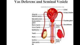 Male Reproductive System Recorded Lecture [upl. by Eeralav]