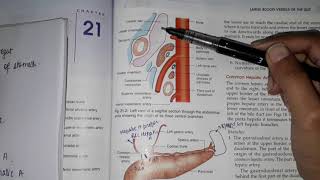 Coeliac trunk amp its branches 💥  origin amp course  anatomy [upl. by Aikrahs]