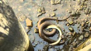 Northern water snake versus eel [upl. by Ecnar77]