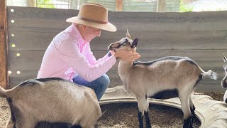 Caprinocultores  Razas de cabras  Saanen Alpino Francés  Toggenburg  Granja de CABRAS lecheras [upl. by Yorker]