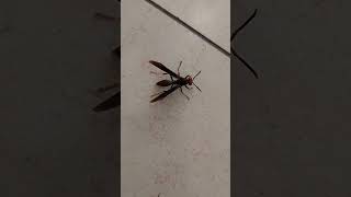 Hilarious Encounter with Giant Wasp Watch Now [upl. by Ilyse]