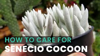 BEST TIPS  HOW TO CARE FOR COCOON PLANT  SCENECIO HAWORTHII COCOON  WOOLLY SUCCULENT [upl. by Durnan]