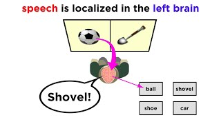 Brain Lateralization The Split Brain [upl. by Oirotciv]