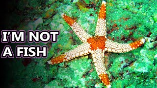 Sea Star facts aka Starfish Facts  Animal Fact Files [upl. by Kyrstin741]