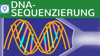 DNA  Sequenzierung  Kettenabbruchmethode nach Sanger einfach erklärt  DNAAnalyse 4  Gentechnik [upl. by Adikam589]